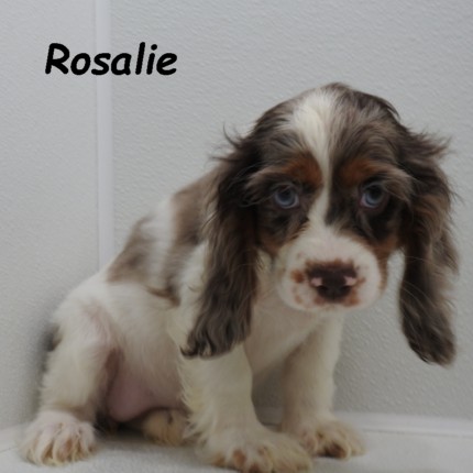puppy, for, sale, Cocker Spaniel, Joe & Cherri  Overlease, dog, breeder, Miller, MO, dog-breeder, puppy-for-sale, forsale, nearby, find, puppyfind, locator, puppylocator, aca